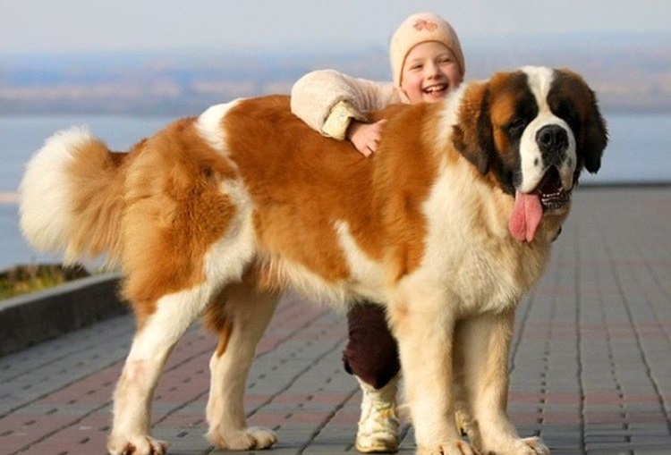 st bernard working dog