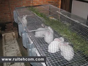 Homemade farms and cages for rabbits