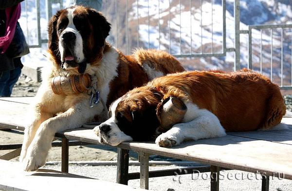 st bernard working dog
