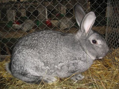 Giant rabbits - which breed to choose