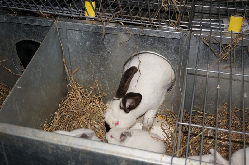 Маточник для кроликов: размеры и пошаговые действия с фото
