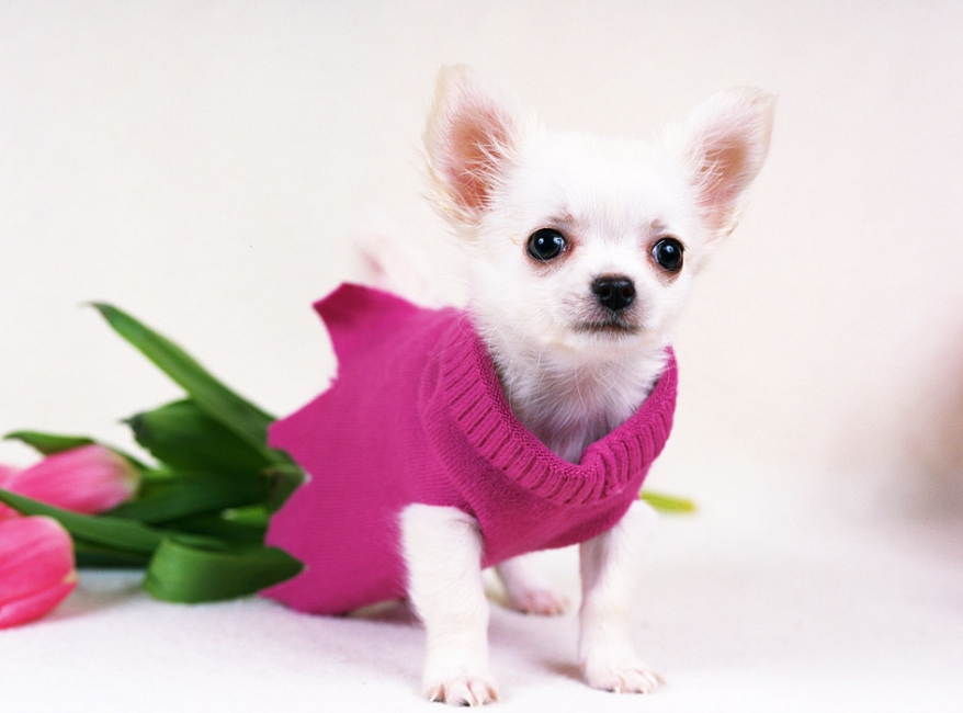 choco macho talking chihuahua